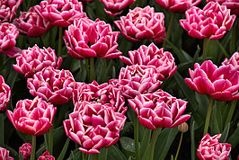 Bernhard Saalfeld - Tulpenpracht 2026 (4v9)